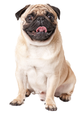 Pet